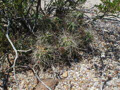 Echinocereus enneacanthus enneacanthus