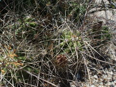 Echinocereus enneacanthus enneacanthus