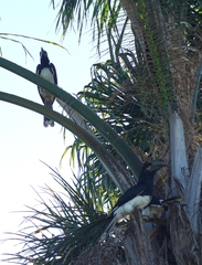 Bycanistes bucinator