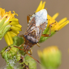 Stictopleurus abutilon