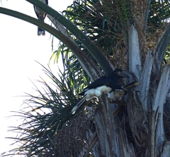 Bycanistes bucinator