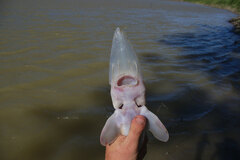 Scaphirhynchus albus