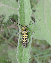Saperda scalaris