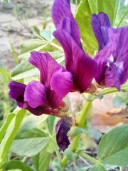 Vicia narbonensis