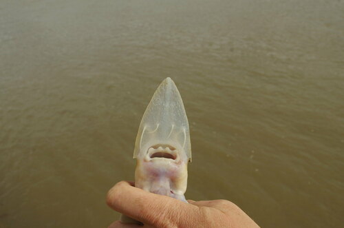 Pallid Sturgeon