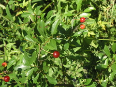 Prunus fruticosa