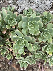 Aeonium