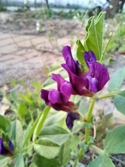 Vicia narbonensis
