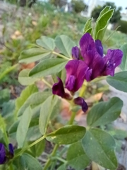Vicia narbonensis