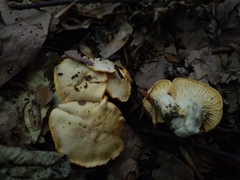 Cantharellus pallens
