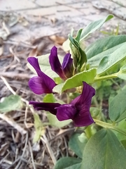 Vicia narbonensis