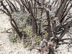 Coryphantha macromeris