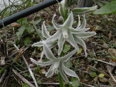Ornithogalum nutans