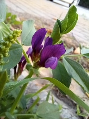 Vicia narbonensis