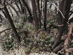 Coryphantha macromeris