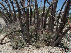 Coryphantha macromeris