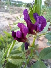 Vicia narbonensis