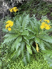 Sonchus hierrensis