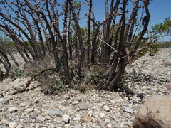 Coryphantha macromeris