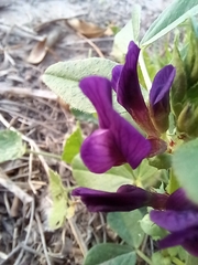 Vicia narbonensis