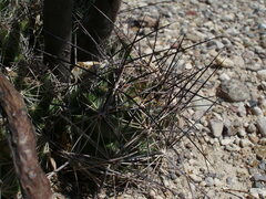 Coryphantha macromeris macromeris