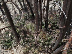 Coryphantha macromeris