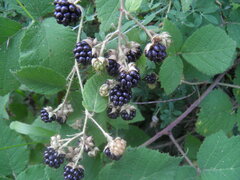 Rubus hirtus