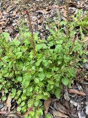 Rumex bucephalophorus