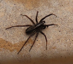 Alopecosa albofasciata