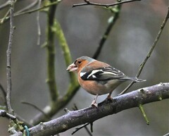 Common Chaffinch