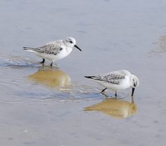 Calidris alba