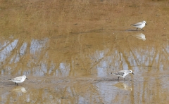 Calidris alba