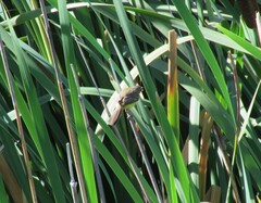 Pseudocolopteryx citreola