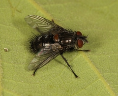 Hubneria affinis