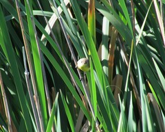 Pseudocolopteryx citreola