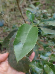 Elaeodendron croceum