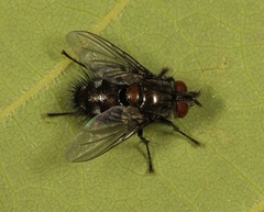 Hubneria affinis