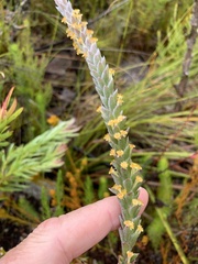 Struthiola tomentosa