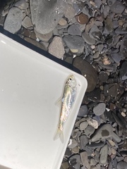 Alosa pseudoharengus