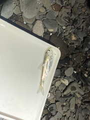 Alosa pseudoharengus