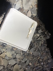 Alosa pseudoharengus