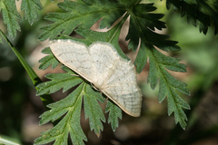 Idaea straminata