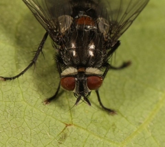 Hubneria affinis