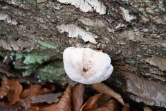 Reticularia lycoperdon