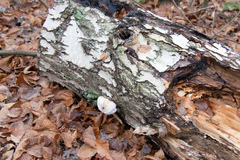 Reticularia lycoperdon