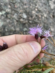 Vernonanthura nudiflora