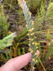 Struthiola tomentosa