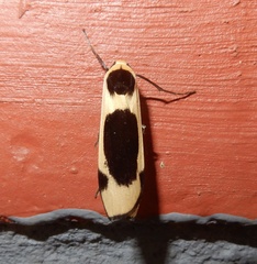 Thysanoptyx tetragona