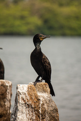 Phalacrocorax fuscicollis