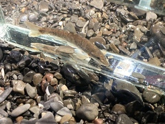 Rhinichthys cataractae